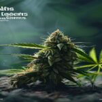 does cannabis seed need light to germinate
