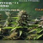 funny weed strain names