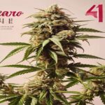 gelato 41 weed strain