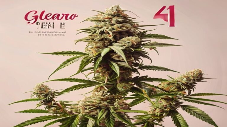 gelato 41 weed strain