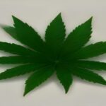 how many leaves on a cannabis plant
