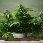 how to make cannabis plants grow faster
