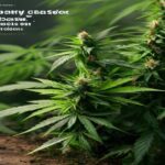 how to make your cannabis plant grow faster