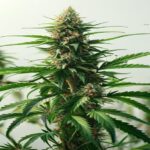 how to top cannabis plant