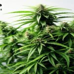 how to trim my cannabis plant
