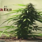 is my cannabis plant dead