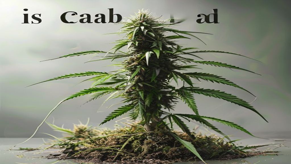 is my cannabis plant dead