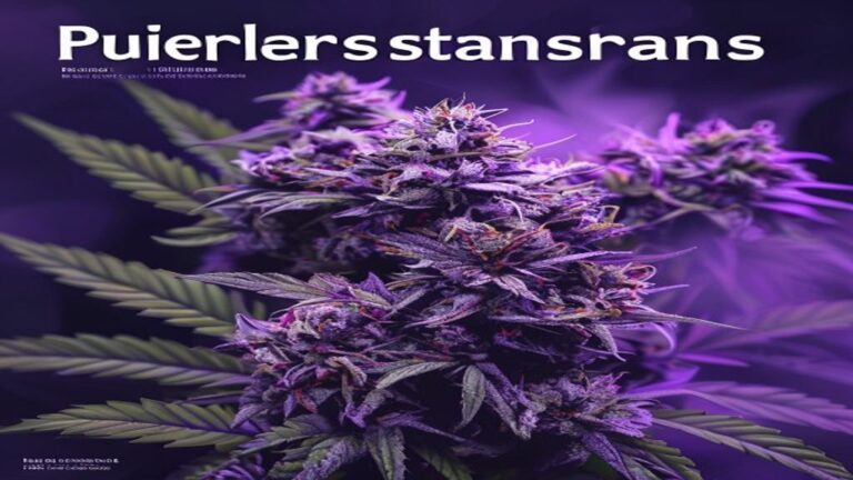 purple strains of weed