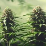 what is the difference between male and female cannabis plants