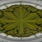 are cannabis edibles legal in texas