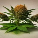 can bees pollinate cannabis