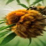 do bees pollinate cannabis
