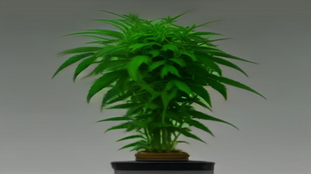 how to grow hydroponic cannabis