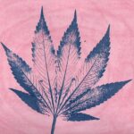 how to sex cannabis