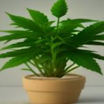 how to top a cannabis plant