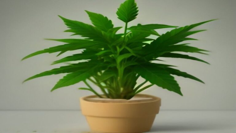 how to top a cannabis plant