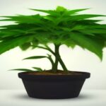 when to top cannabis plant