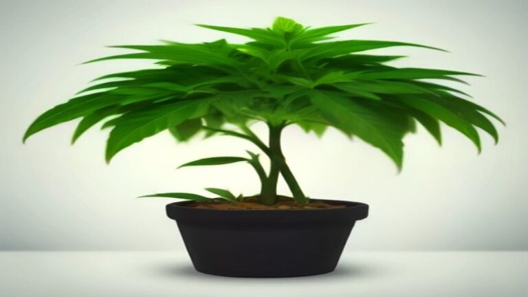 when to top cannabis plant