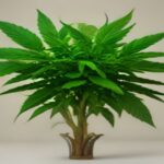 when to top cannabis plants