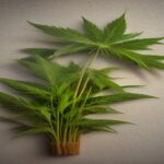 when to transplant cannabis